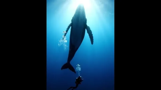 炮火千金 - 深蓝星球：探索海洋深处的未知世界